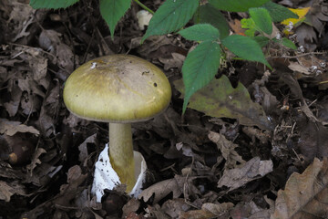 Fungo Amanita phalloides, primo piano nel sottobosco di querce tra le foglie in Autunno