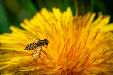 hoja, flor, hormiga, abeja, mosca, amarillo, azul, verde, celeste, colores, fauna, naturaleza, paisaje ecología
