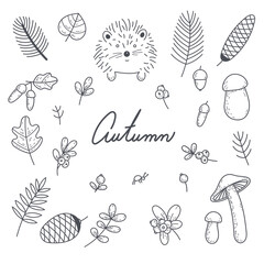 Vector autumn elements. A hedgehog, an ant, mushrooms, wild berries, acorns, autumn leaves and branches. Grey doodle. Suitable for cards,  invitations, paper and others