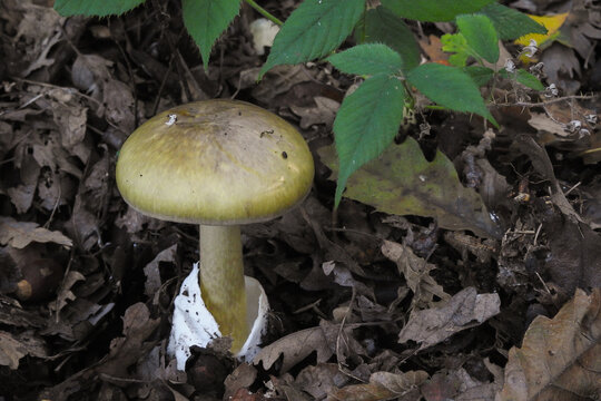 Fungo Amanita phalloides, primo piano nel sottobosco di querce tra le foglie in Autunno