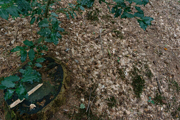 close look at tree bark