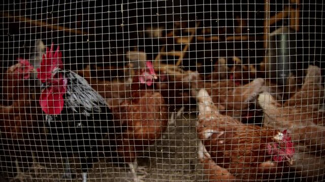 Chickens in a factory farm close up in captivity