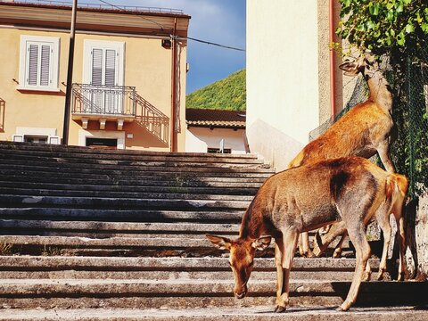 specimens of fallow deer roam the streets of the city undisturbed, eating bunches of grapes