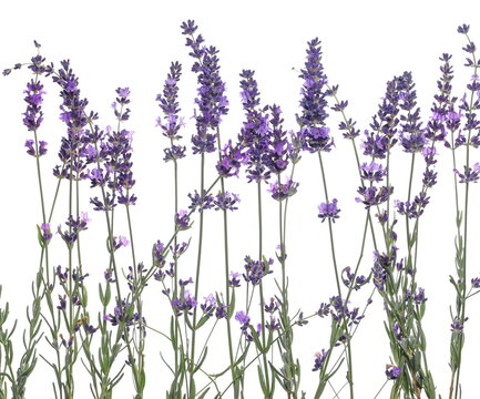 Close up Lavender flowers in field isolated on white background and texture, clipping path