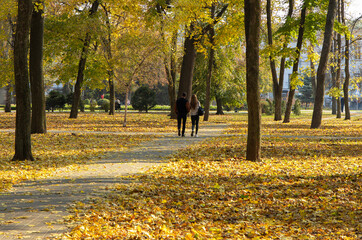 Happy couple is walking in autumn city park among fallen leaves. Walking together.	