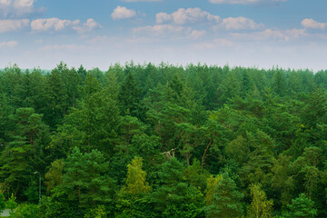 Fototapeta na wymiar woodland landscape. greens. clean Air