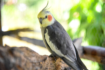 yellow billed toucan