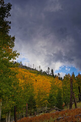 Fall color, Hochderffer Hills, Arizona