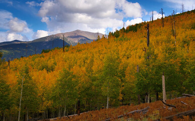 Fall color, Hochderffer Hills, Arizona