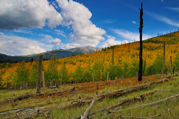 Fall color, Hochderffer Hills, Arizona