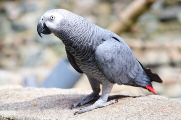 Graupapagei sitzt auf einer Mauer 
