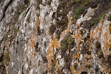 Abstract background of a rock surface overgrown with moss and lichen