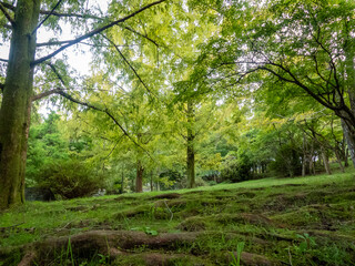 Obraz premium 滋賀県 大津市 皇子が丘公園の午後