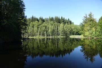 Fototapeta premium Woog (small lake) with reflections in late summer near Fischbach, Dahn Germany