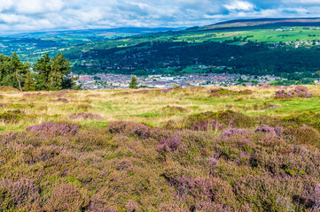 Fototapeta premium A view of blossoming heather on Ilkley moor above the town of Ilkley Yorkshire, UK in summertime