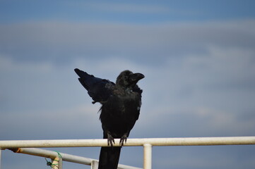 カラス_飛ぶ瞬間