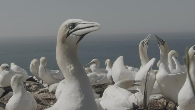 gannets in summer - heligoland