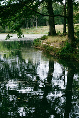 Dark and moody secluded pond shore in the forest.