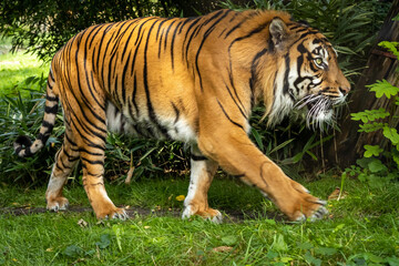 Fototapeta na wymiar Close-up of a bengal tiger walking on the grass. 