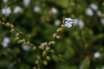 Close up of wild forget me not blue flowers