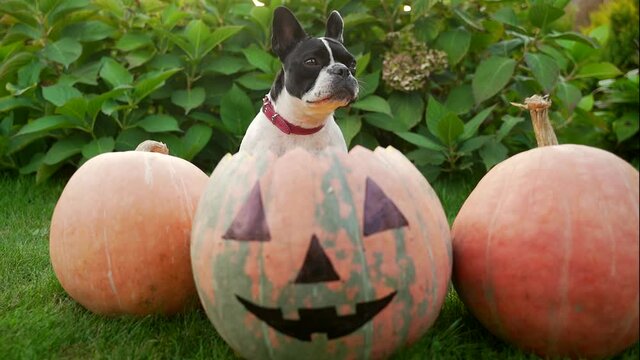 portrait of a little funny dog ​​sitting between pumpkins for Halloween outdoors in the backyard. Cheerful pet french bulldog