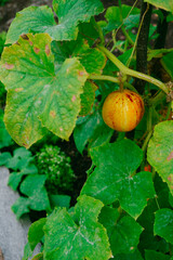 Obraz premium Overview of pumpkin growing in a planter - flowers and vines.