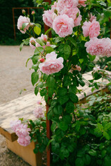 English rose trellis seat
