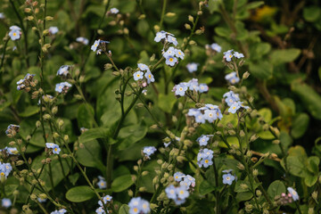 Wild forget me not blue flower bush