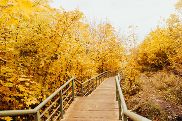 Fototapeta na wymiar Autumn forest bridge way in scenery fall woods