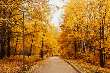 Beautiful romantic alley in a park with colorful trees, autumn landscape