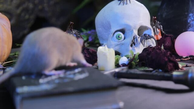 Selective focus. Focus movement from rats to human skull. Altar concept for magic rituals for halloween celebration. Book, herbs, cauldron on the alchemical table of the witch.