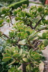 Elephant bush (Portulacaria afra) small-leaved succulent plant close up
