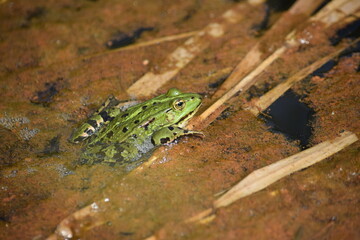 Liether Kalkgrube - Schleswig-Holstein - Deutschland - Gr&uuml;ner Laubfrosch im T&uuml;mpel / Teich