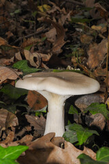 Fungo Clitocybe nebularis nella lettiera di foglie nel bosco,primo piano