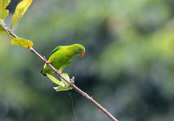 The vernal hanging parrot is a small parrot which is a resident breeder in the Indian subcontinent and some other areas of Southeast Asia.  - obrazy, fototapety, plakaty