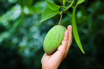 Close up of mangoes on a mango tree.
