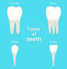 The Four Types of Teeth.