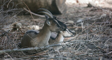 The kri-kri,  Cretan goat, Agrimi or Cretan Ibex, in Latin Capra aegagrus cretica