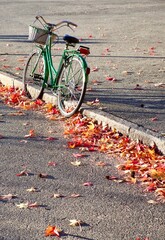 bicycle on the road with red and yellow leaves on the ground