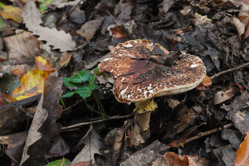 Fungo Lepiota aspera tra le foglie  del sottobosco,, primo piano 