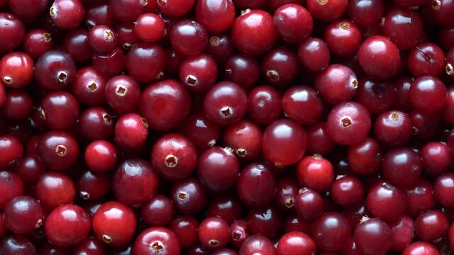 Harvest the red fresh cranberry, close up, top view. Beautiful texture with red berries background rotates