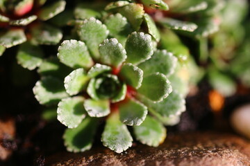Skalnica Rubra saxifraga