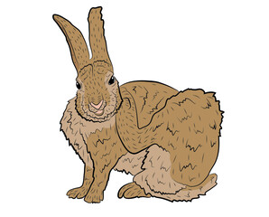 European Hare Itches Realistic Illustration. Vector illustration