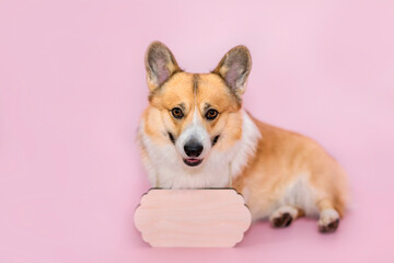 portrait of a cute corgi with a wooden empty plaque for recording sitting on a pink background