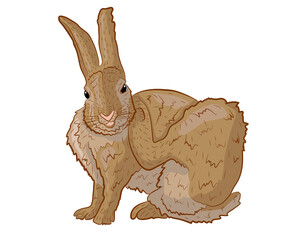 European Hare Itches Realistic Illustration. Vector illustration