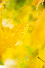 Very bright yellow autumn leaf with red stem, on a bright green and yellow background with shallow focus bokeh