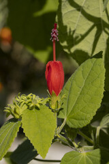 Malvaviscus arboreus