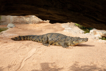Crocodile
