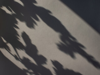 Shadow from plants on white paper