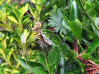 Spider catching an insect